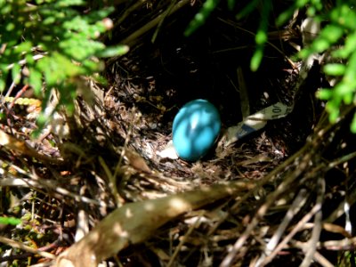 Gray Catbird nest and egg