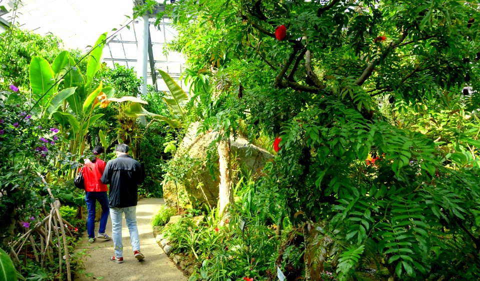 Greenhouse interior - Gora Park - Hakone, Kanagawa, Japan - DSC08590