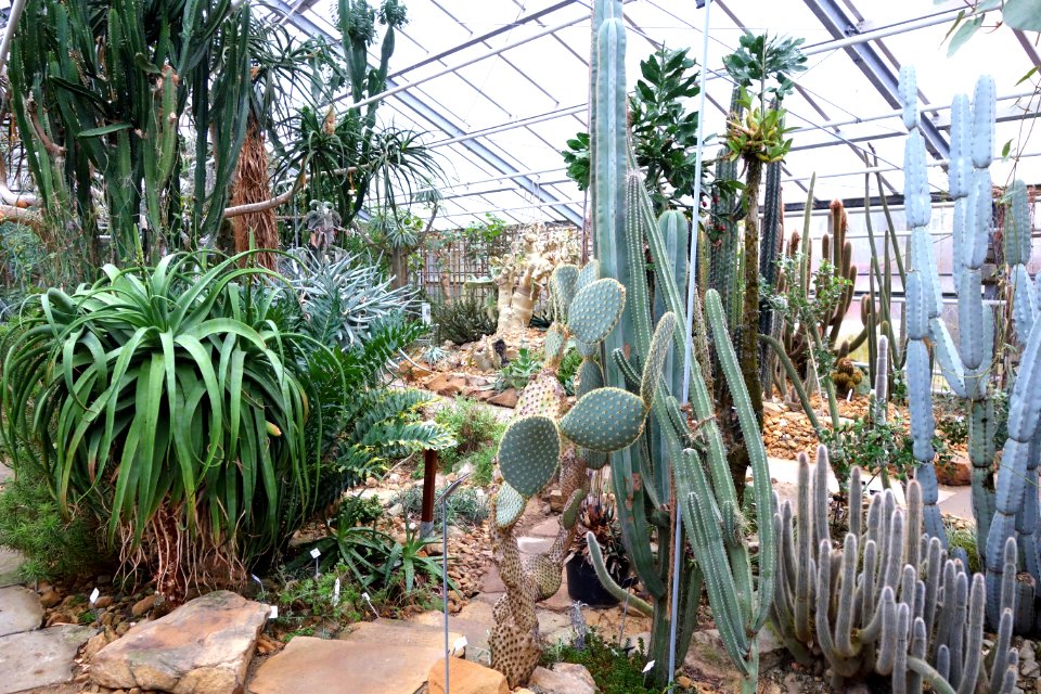 Greenhouse interior - Botanischer Garten, Dresden, Germany - DSC08928
