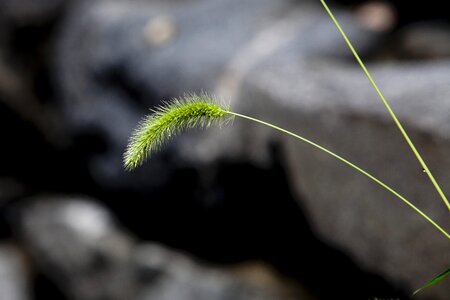 Green plants abstract