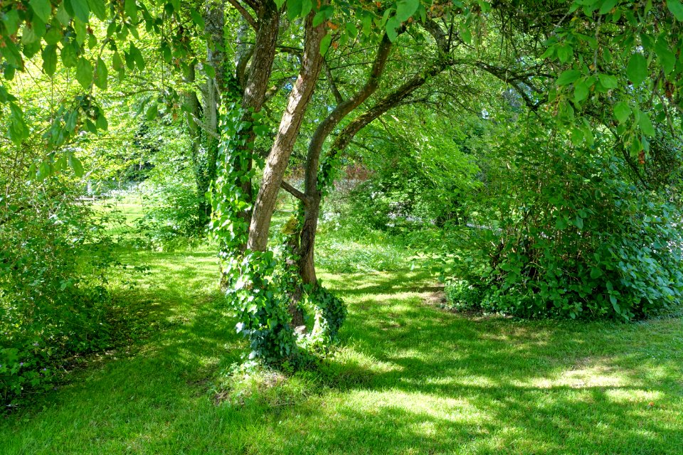 Greenery - Lacock Abbey - Wiltshire, England - DSC01009