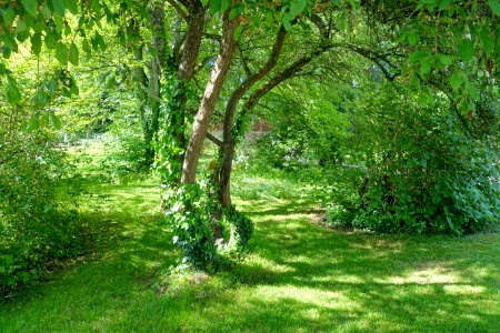 Greenery - Lacock Abbey - Wiltshire, England - DSC01009