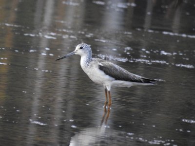 Green shank 11 (Tringa nebularia) പച്ചക്കാലി 