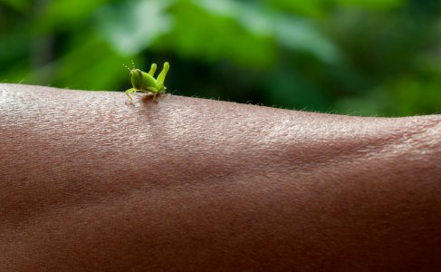 Green grasshopper