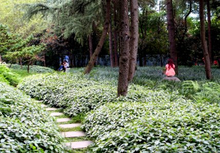 Greenery - Peoples Park - Chengdu, China - DSC05382
