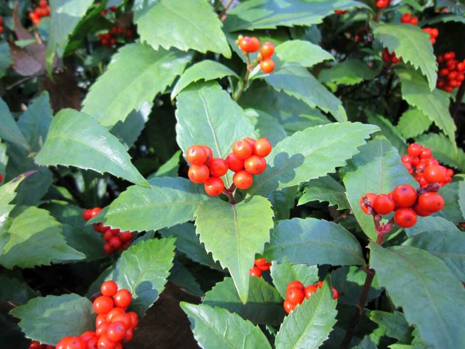 Red full mountain fragrance guanyin tea