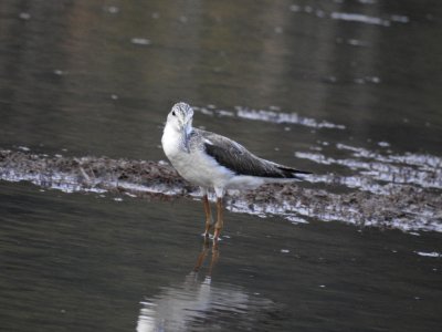 Green shank 3 (Tringa nebularia) പച്ചക്കാലി 