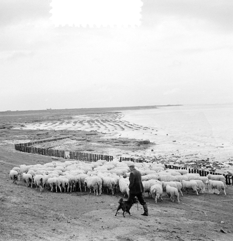Grazende schapen langs Oosterschelde onder toezicht van schaapherder J. R. van H, Bestanddeelnr 934-5499