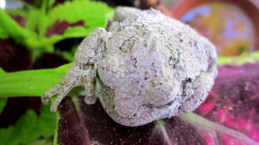 Gray Tree Frog on Leaf 20