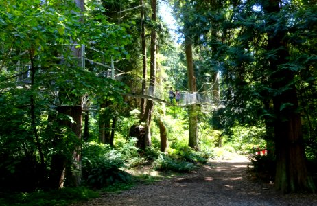 Greenheart TreeWalk - UBC Botanical Garden - Vancouver, Canada - DSC08047 photo