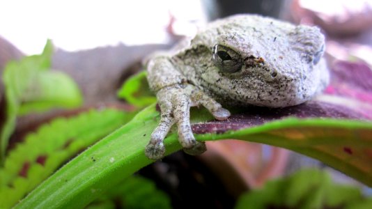 Gray Tree Frog on Leaf 18