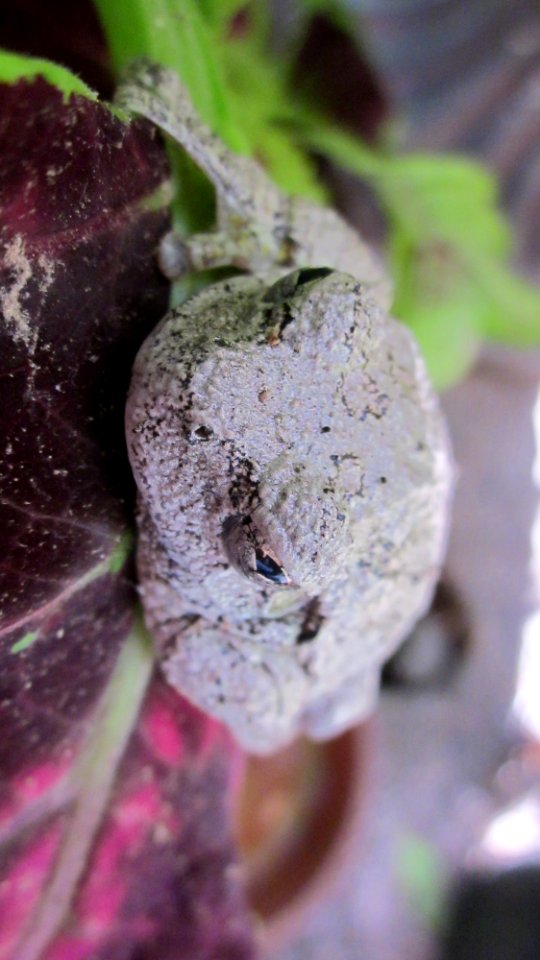 Gray Tree Frog on Leaf 12