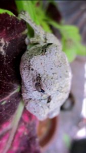 Gray Tree Frog on Leaf 12