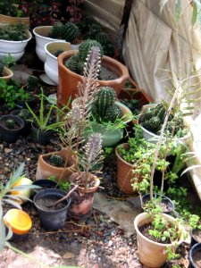 Greenhouse - Bazaar of Pottery - Nishapur 1