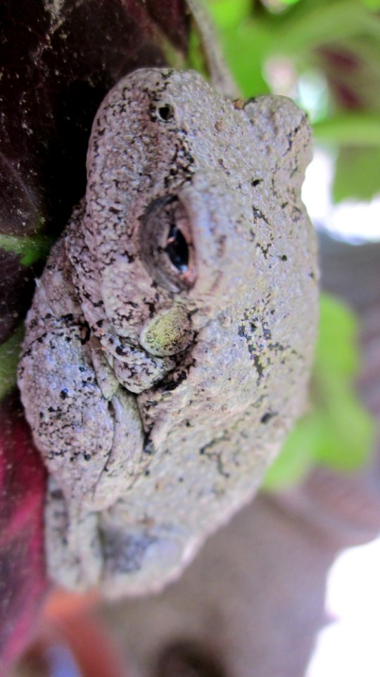 Gray Tree Frog on Leaf 10