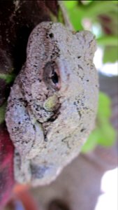 Gray Tree Frog on Leaf 10