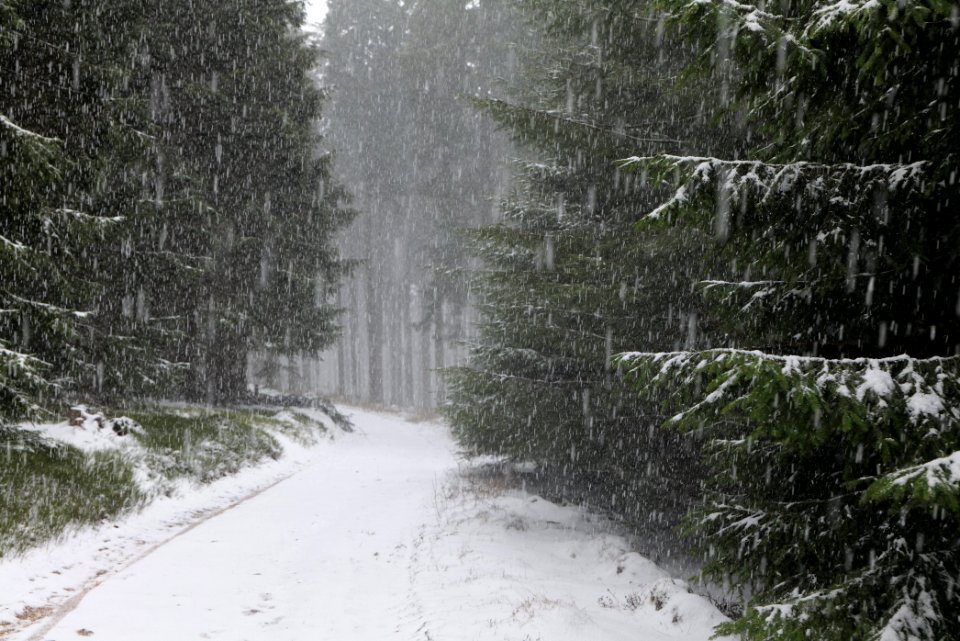 Graupel in Taunus forest Oberstedten 2021-04-06 12