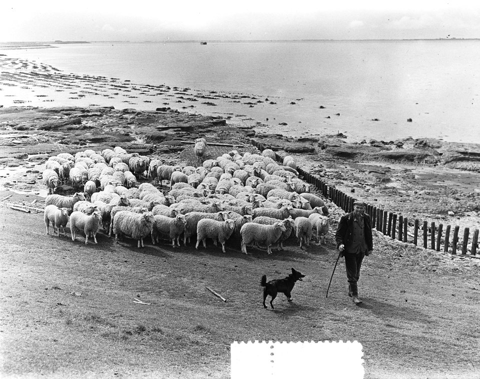 Grazende schapen langs Oosterschelde onder toezicht van schaapsherder J.R. van H, Bestanddeelnr 905-7609