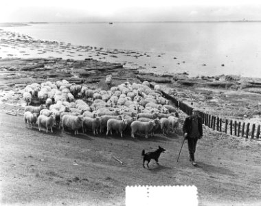 Grazende schapen langs Oosterschelde onder toezicht van schaapsherder J.R. van H, Bestanddeelnr 905-7609