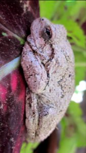 Gray Tree Frog on Leaf 28
