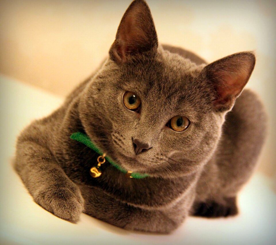 Animals cat profile gray cat pets
