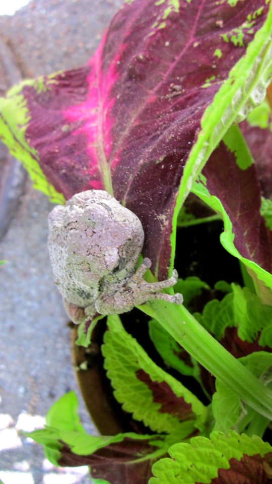Gray Tree Frog on Leaf 04
