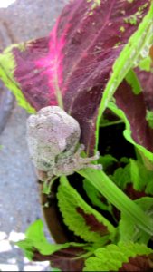 Gray Tree Frog on Leaf 04
