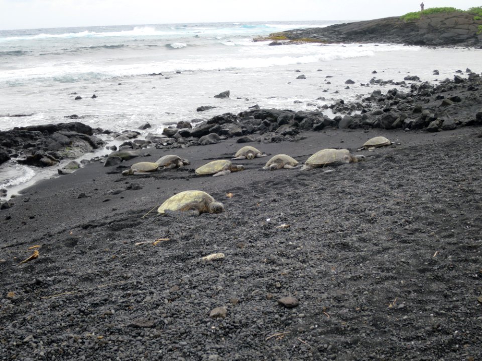 Green sea turtles on Punaluu Black Sand Beach