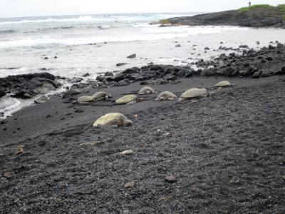 Green sea turtles on Punaluu Black Sand Beach