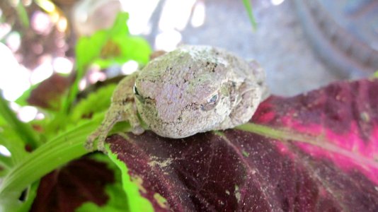 Gray Tree Frog on Leaf 02