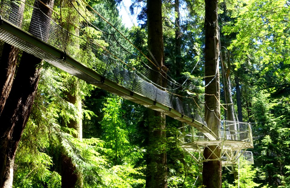 Greenheart TreeWalk - UBC Botanical Garden - Vancouver, Canada - DSC08050