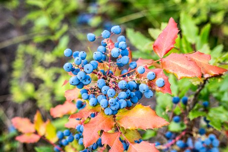 Red leaf nature