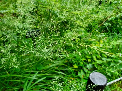 Green plant at Institute for Nature Study