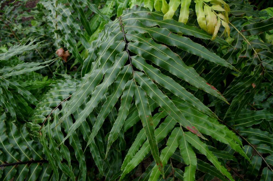 Green leaves - Kew Gardens