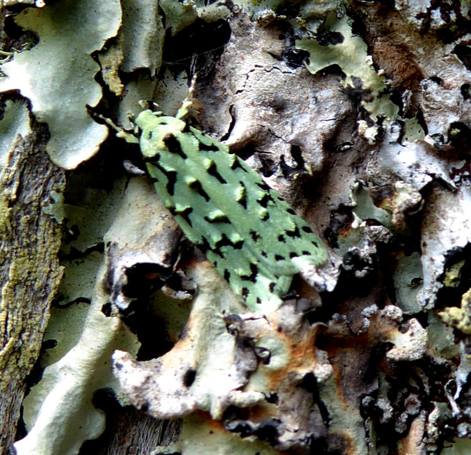 Green lichen tuft moth