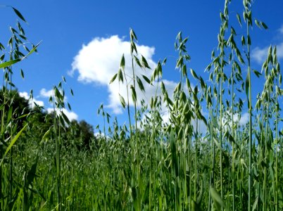 Green oat field photo