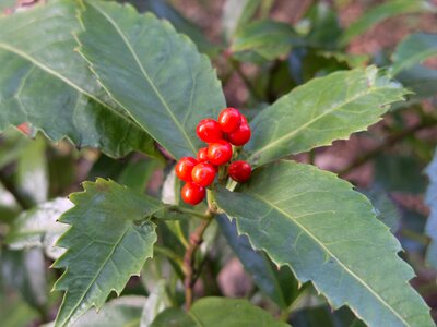 Red full mountain fragrance guanyin tea