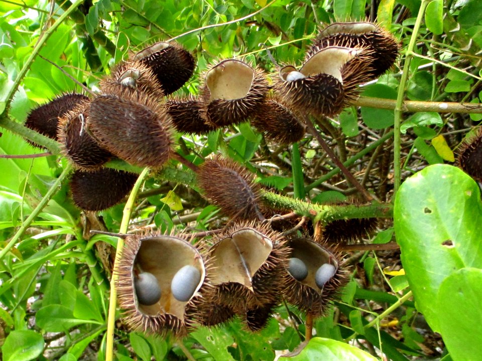 Gray nicker pods 1