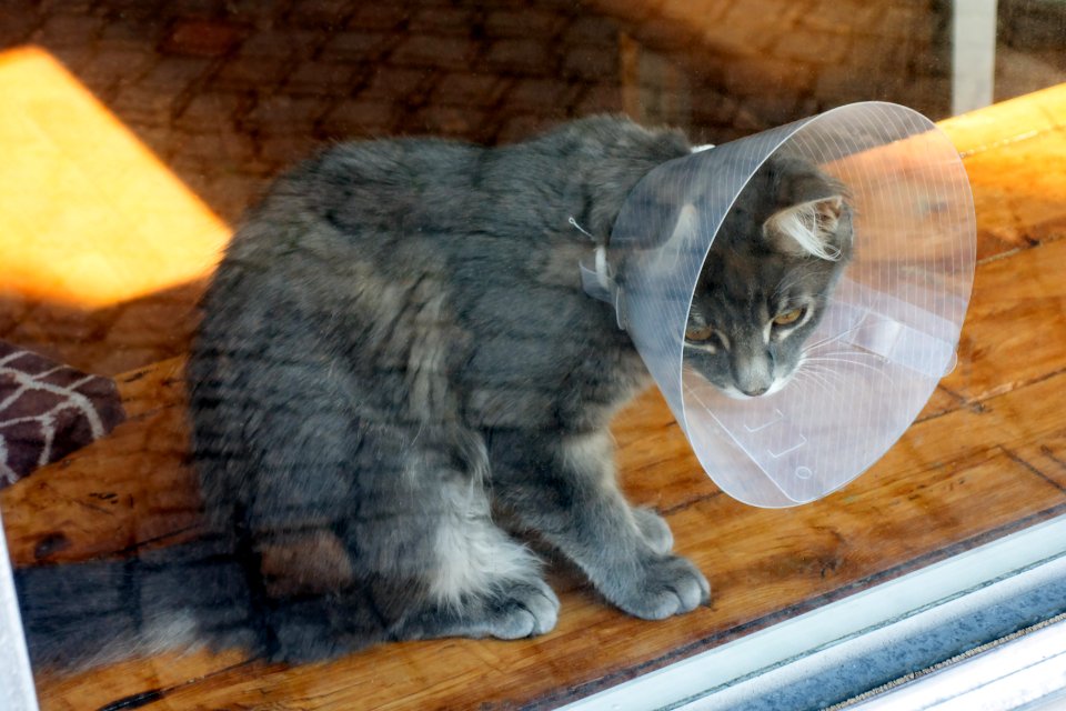 Gray cat wearing a pet cone and watching the doings of a photograper 1