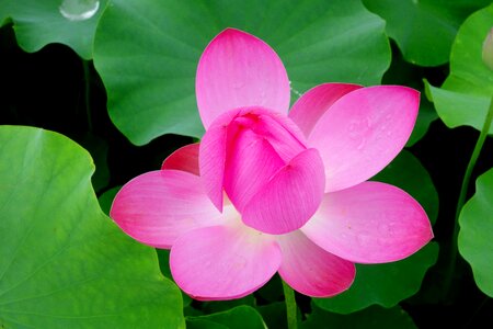 Water lilies nail water plant