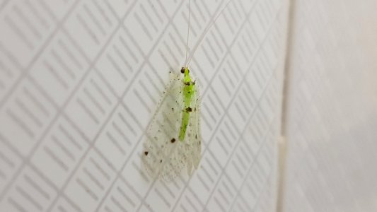 Green Lacewing, Karunagappally, Kerala