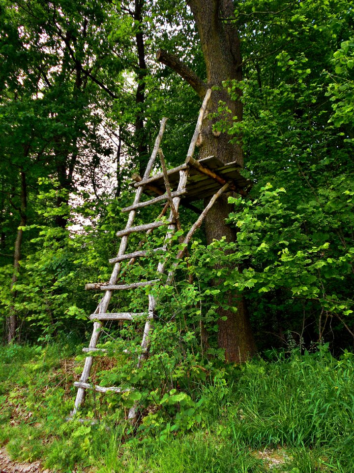 Hunting wood wooden