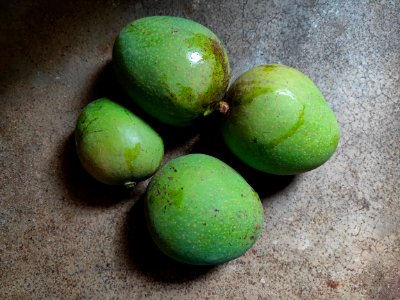 Green Mangoes (Mangifera indica)