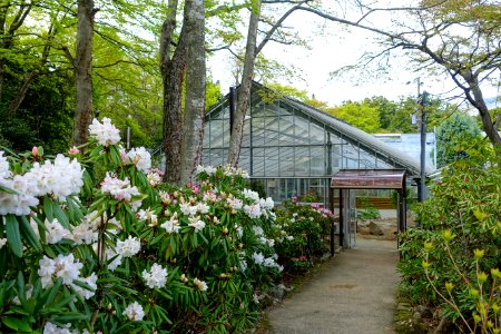 Greenhouse - Gora Park - Hakone, Kanagawa, Japan - DSC08530