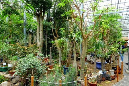 Greenhouse interior - Food and Agriculture Museum - Setagaya, Tokyo, Japan - DSC09840