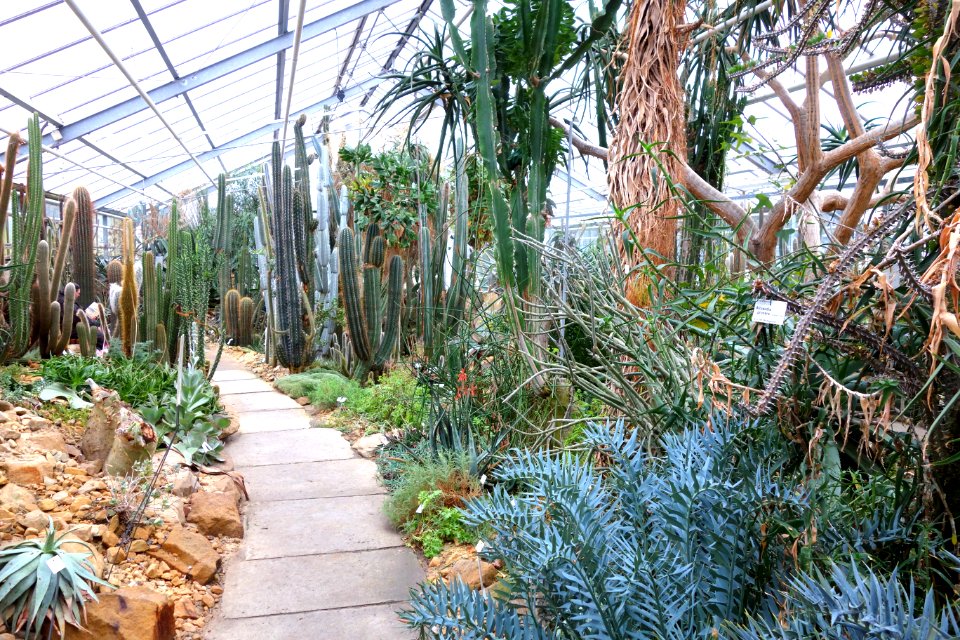 Greenhouse interior - Botanischer Garten, Dresden, Germany - DSC08796