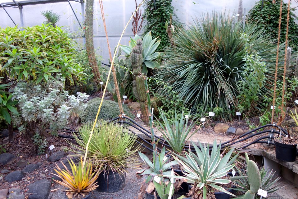 Greenhouse interior - Botanischer Garten, Dresden, Germany - DSC08416