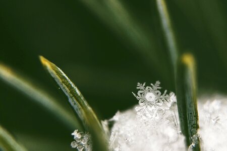 Snowflake close up winter photo