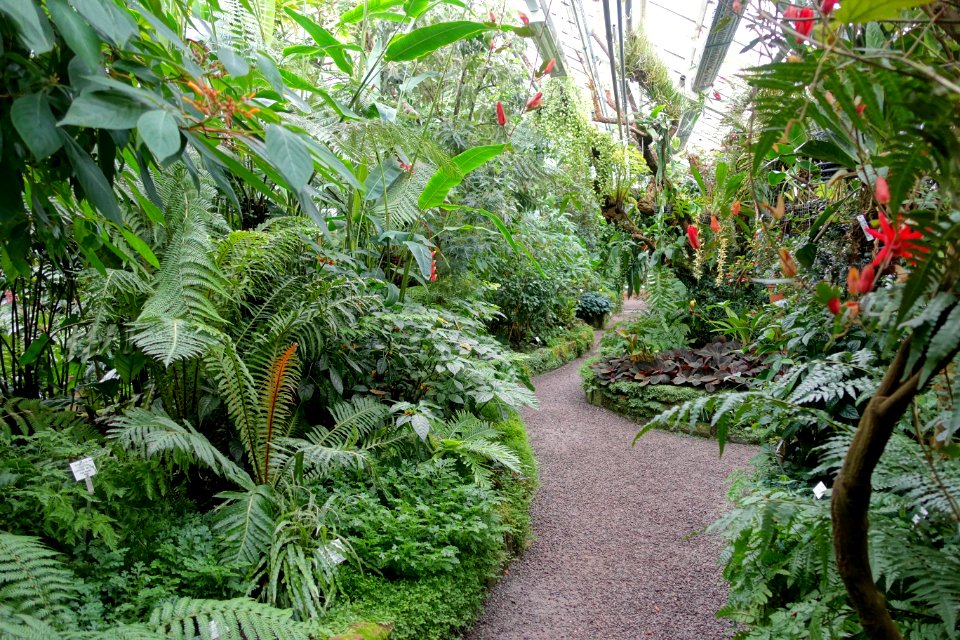 Greenhouse interior view - Botanischer Garten - Heidelberg, Germany - DSC00935