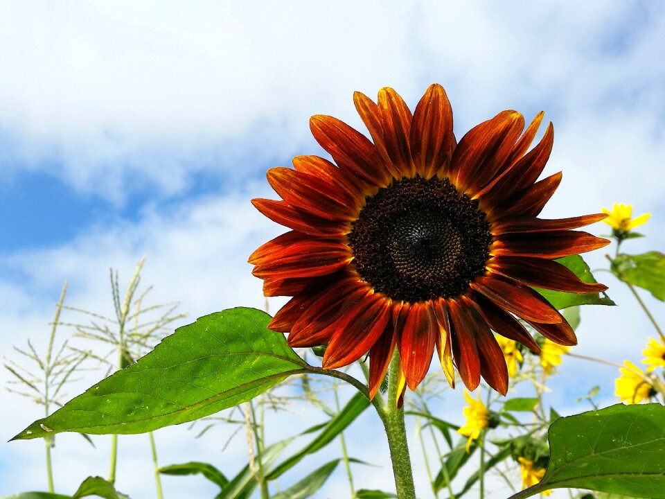 Clouds sunflower sunshine